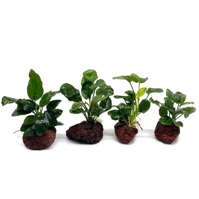 Vulkanische Aquarium Dekoratio – Aquarium Fish Black Bewertung und Preis