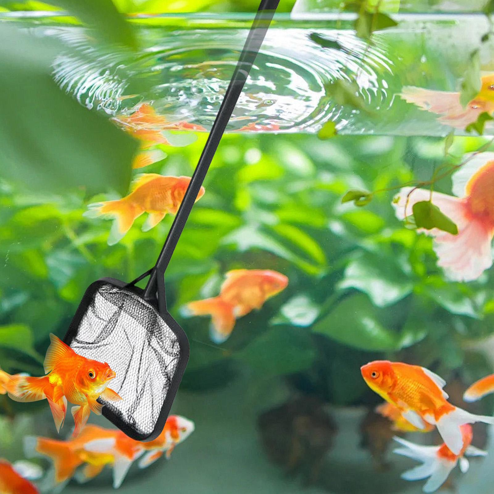 Poolnetze zur Reinigung, tragb – Aquarium Fishing Bewertung und Preis
