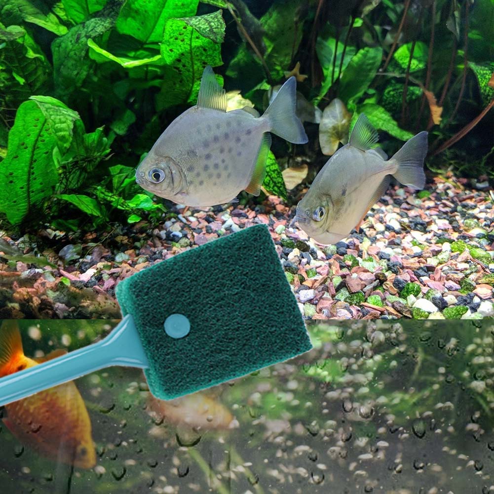 Doppelseitiger Aquarium-Schwam – Aquarium Fish Accessories Bewertung und Preis