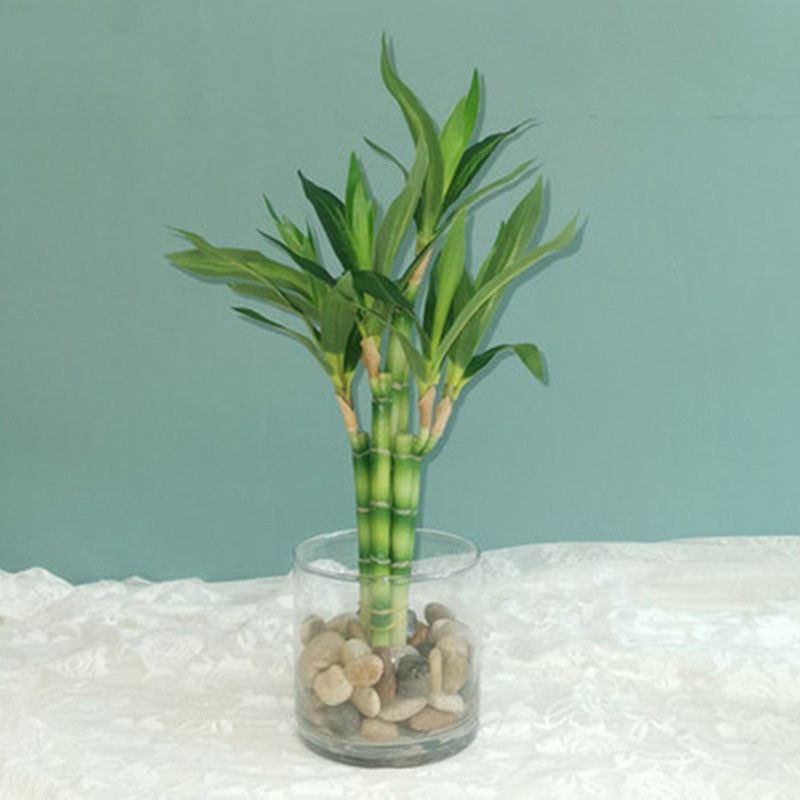 Neue 40 cm rFtificial Lucky Ba – Aquarium Fish Land Bewertung und Preis