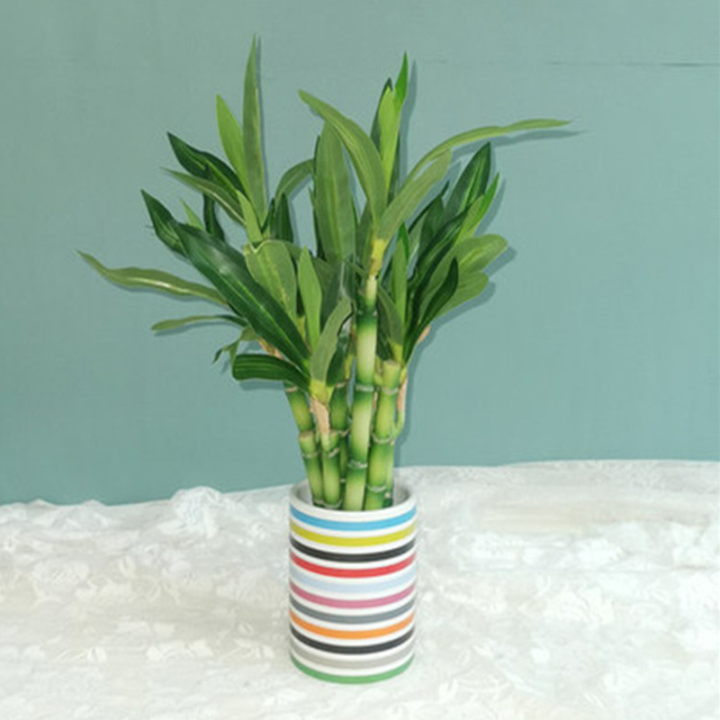 Neue 40 cm rFtificial Lucky Ba – Aquarium Fish Land Bewertung und Preis