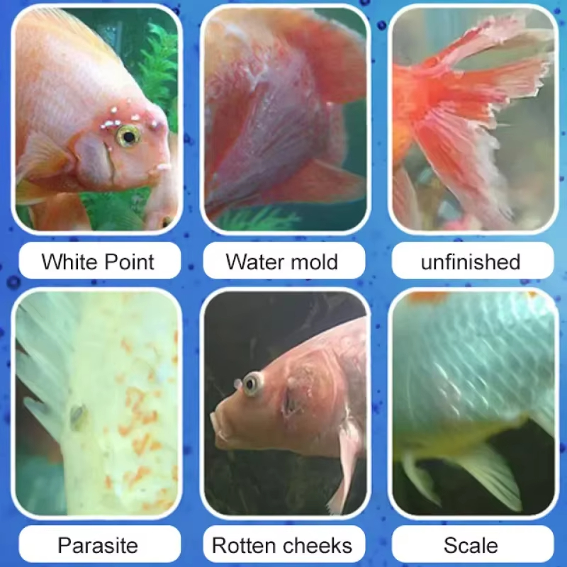 SIKEZHAN Behandlung von Fische – Aquarium Fish Freshwater Bewertung und Preis